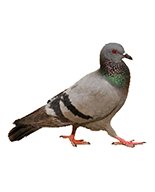 יונים